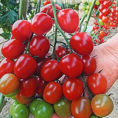 Томат «черри клубничный f1»: высокие вкусовые качества и стабильная урожайность