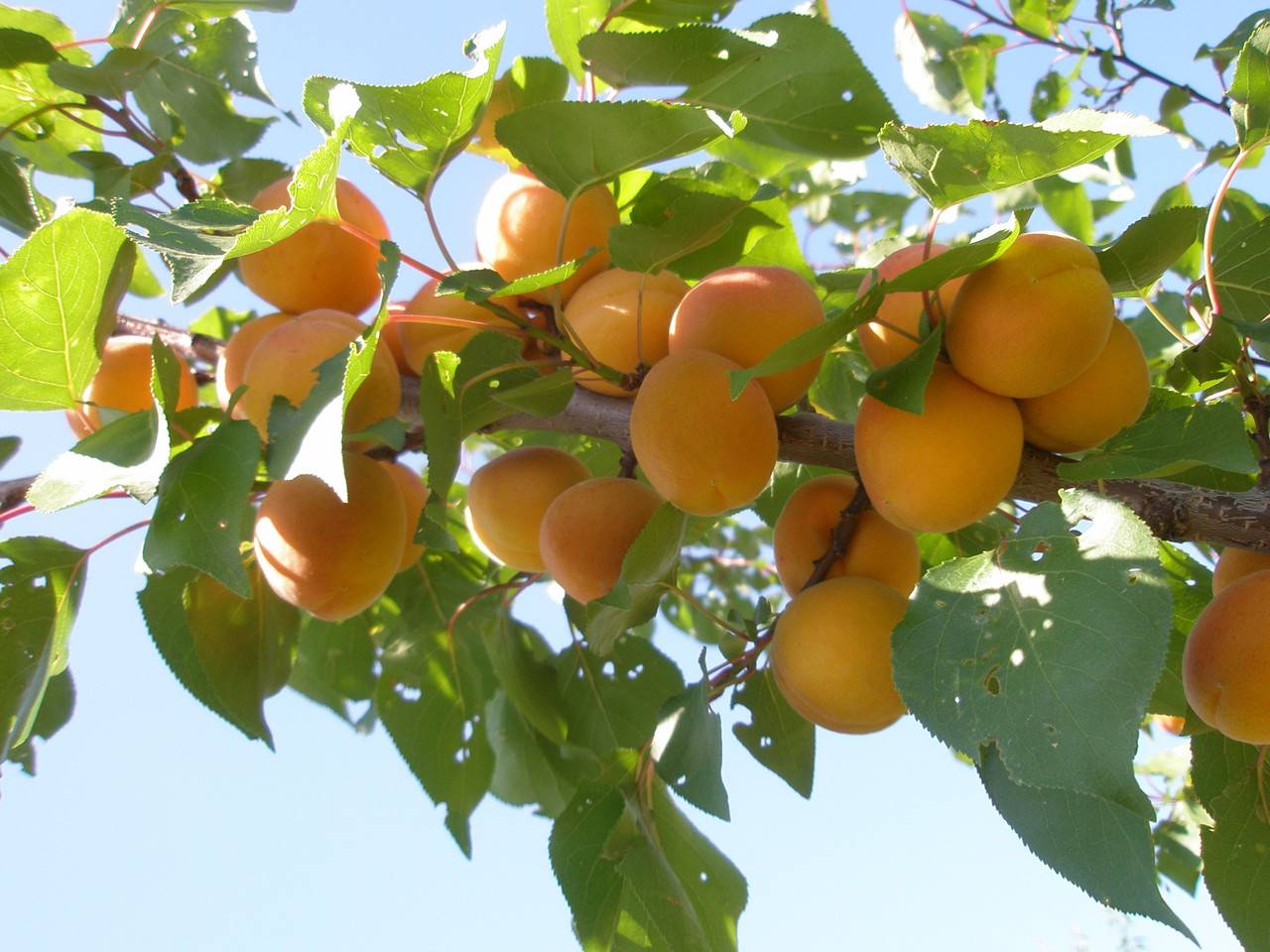 Характеристики сорта абрикосов погремок, описание достоинств и недостатков, урожайность