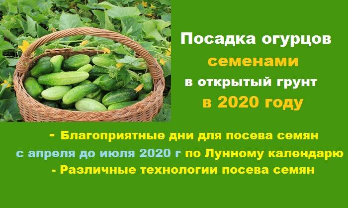 Посадка огурцов в открытый грунт семенами в 2020 году