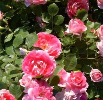 Описание сортов розы Спрей, посадка и уход в открытом грунте для новичков