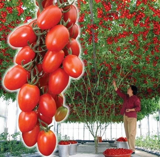 Особенности технологии выращивания помидоров спрут f1 или как вырастить томаты на дереве
