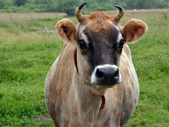 Описание и характеристика костромской породы коров, условия содержания