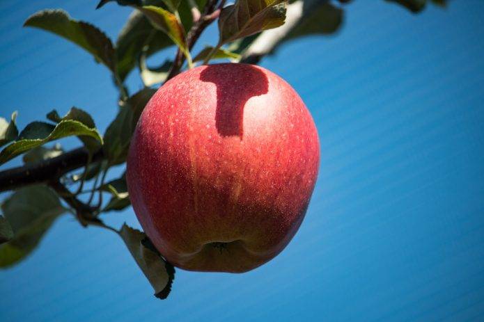 Яблоня «флорина»: описание сорта, опылители, фото