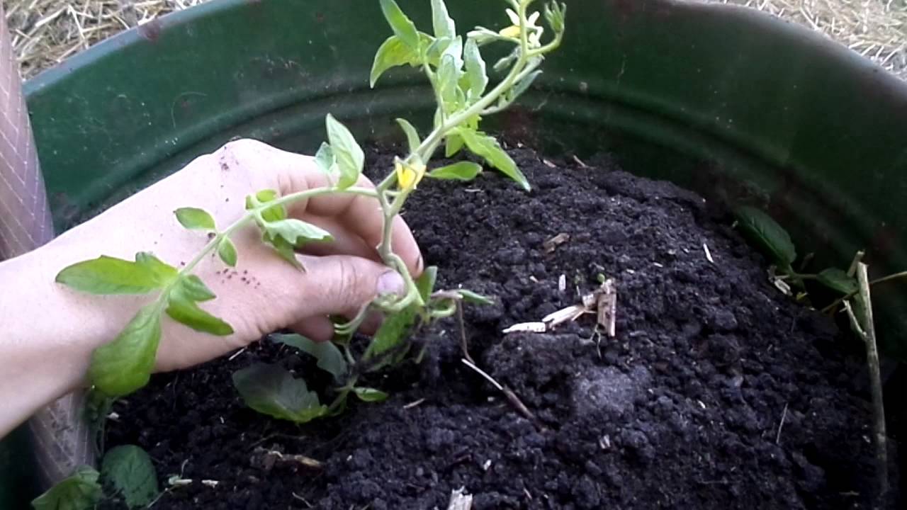 Как посадить хрен на своём огороде