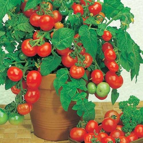 Свежие овощи круглый год. как вырастить помидоры дома: особенности и рекомендации