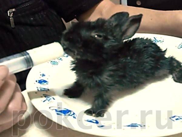 Как и чем можно кормить маленьких крольчат с крольчихой и без нее: рацион и нормы кормления