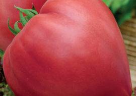 Томат воловье сердце: описание сорта помидоров и выращивание