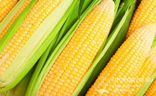 Как можно сохранить на зиму кукурузу в початках, правила и выбор места