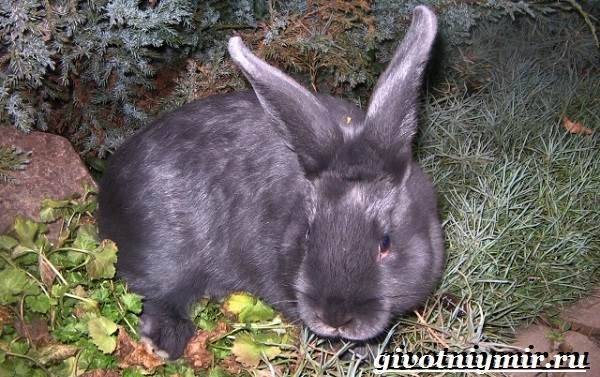 Венские кролики фото. что представляют собой кролики породы венские голубые: особенности ухода