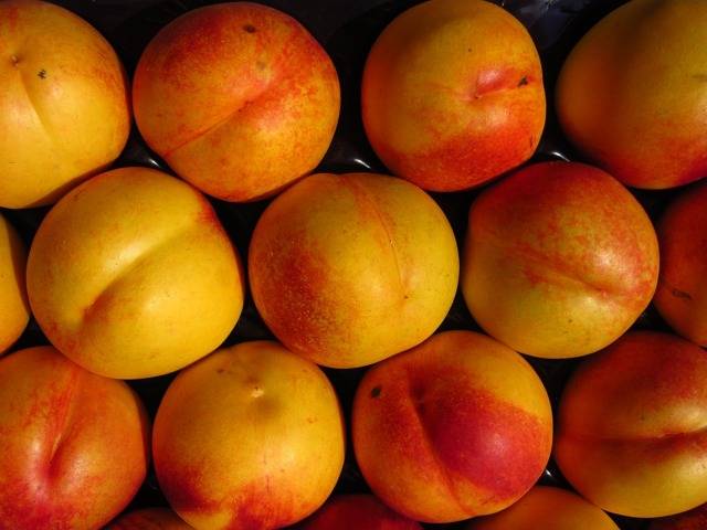 Персик: польза и вред для здоровья человека. целительные свойства плодов для организма женщин и мужчин