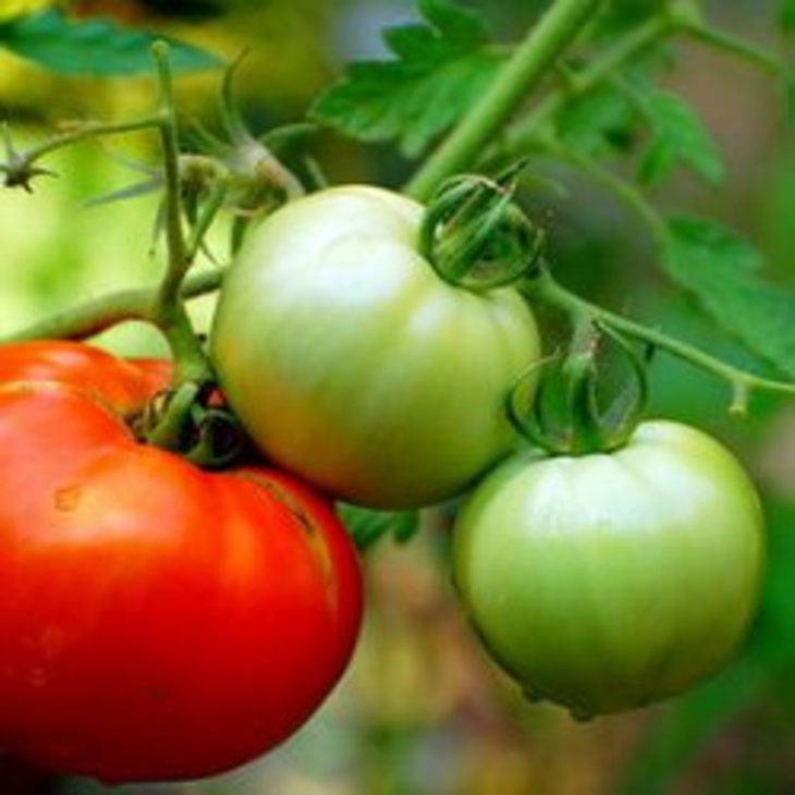 Какие жароустойчивые сорта томатов стоит посадить на юге россии в 2020 году