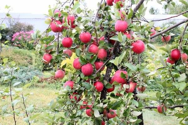 Описание сорта яблони осеннее полосатое