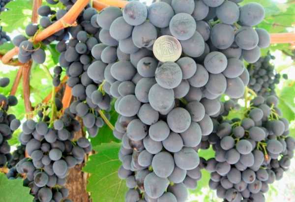 Что собой представляет виноград преображение и как его вырастить на даче