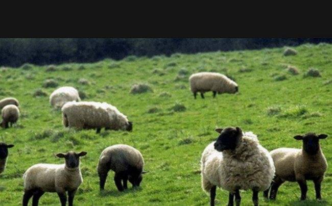 Половая зрелость овец и особенности спаривания, методы осеменения