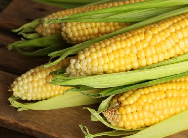 Сахарная кукуруза: посадка, лучшие сорта, выращивание на поле