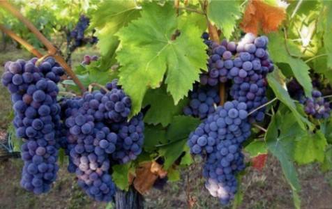 Пересадка винограда летом на новое место: как правильно и когда лучше