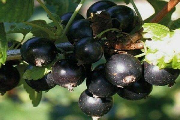 Сорт чёрной смородины багира – обильные урожаи вкусных ягод