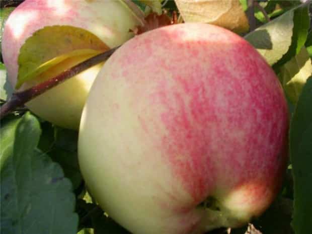 Описание сорта яблони Избранница и происхождение, достоинства и недостатки