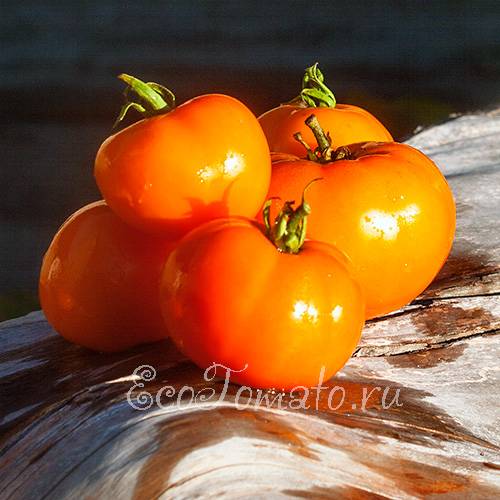 Сорт томата «царский подарок»: фото, отзывы, описание, характеристика, урожайность