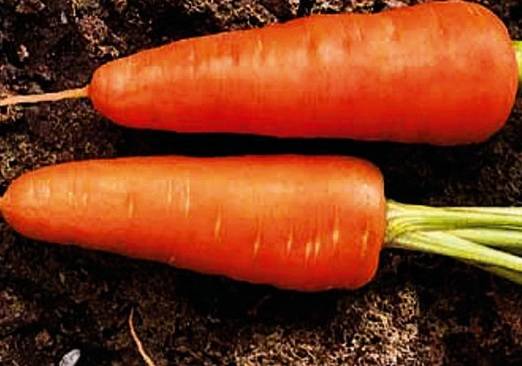 Особенности моркови сорта болтекс. агротехника выращивания, похожие виды