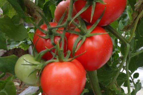 Характеристика и описание сорта томата Боец (Буян), его урожайность