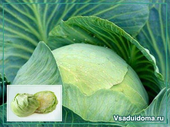 Выращиваем декоративную капусту: рекомендации по уходу