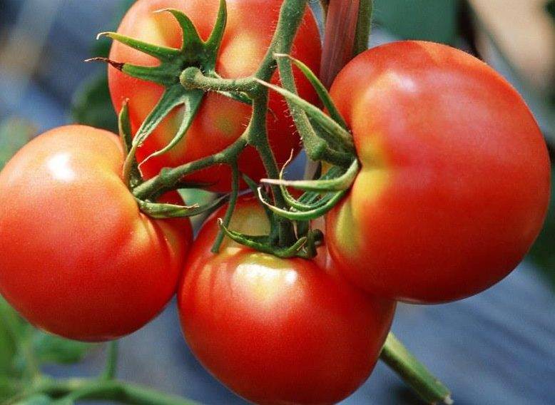 Урожайный гибрид родом из голландии — описание гибридного сорта томата «марфа»