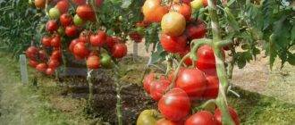 Описание лучших сортов черных помидоров для открытого грунта и теплицы