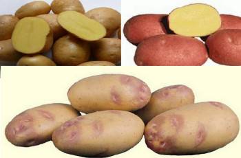 Как выбрать картофель на посадку: лучшие сорта, основные требования
