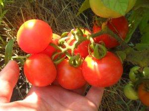Отличный сорт помидор для начинающих — томат «метелица», описание, характеристики, фото