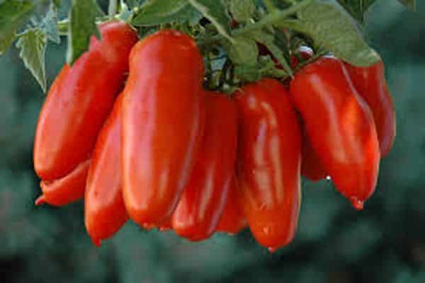 Характеристика и описание сорта томата Сосулька красная