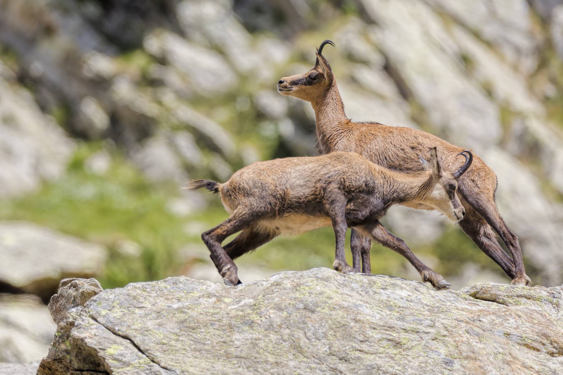 Горный козел – животное, способное дать фору любому альпинисту