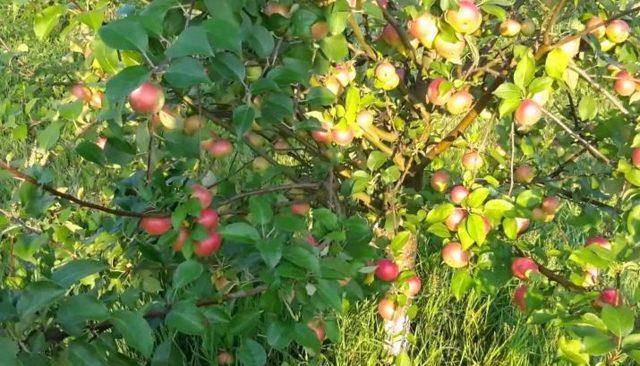 Яблони сорта елена – описание и методика ухода