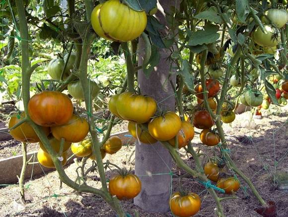 Характеристика и описание сорта томата Малахитовая шкатулка, его урожайность
