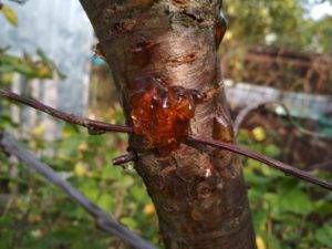 Болезни и вредители вишни: меры профилактики и способы борьбы