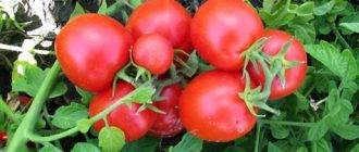 Сорт томата «красным красно f1»: описание, характеристика, посев на рассаду, подкормка, урожайность, фото, видео и самые распространенные болезни томатов