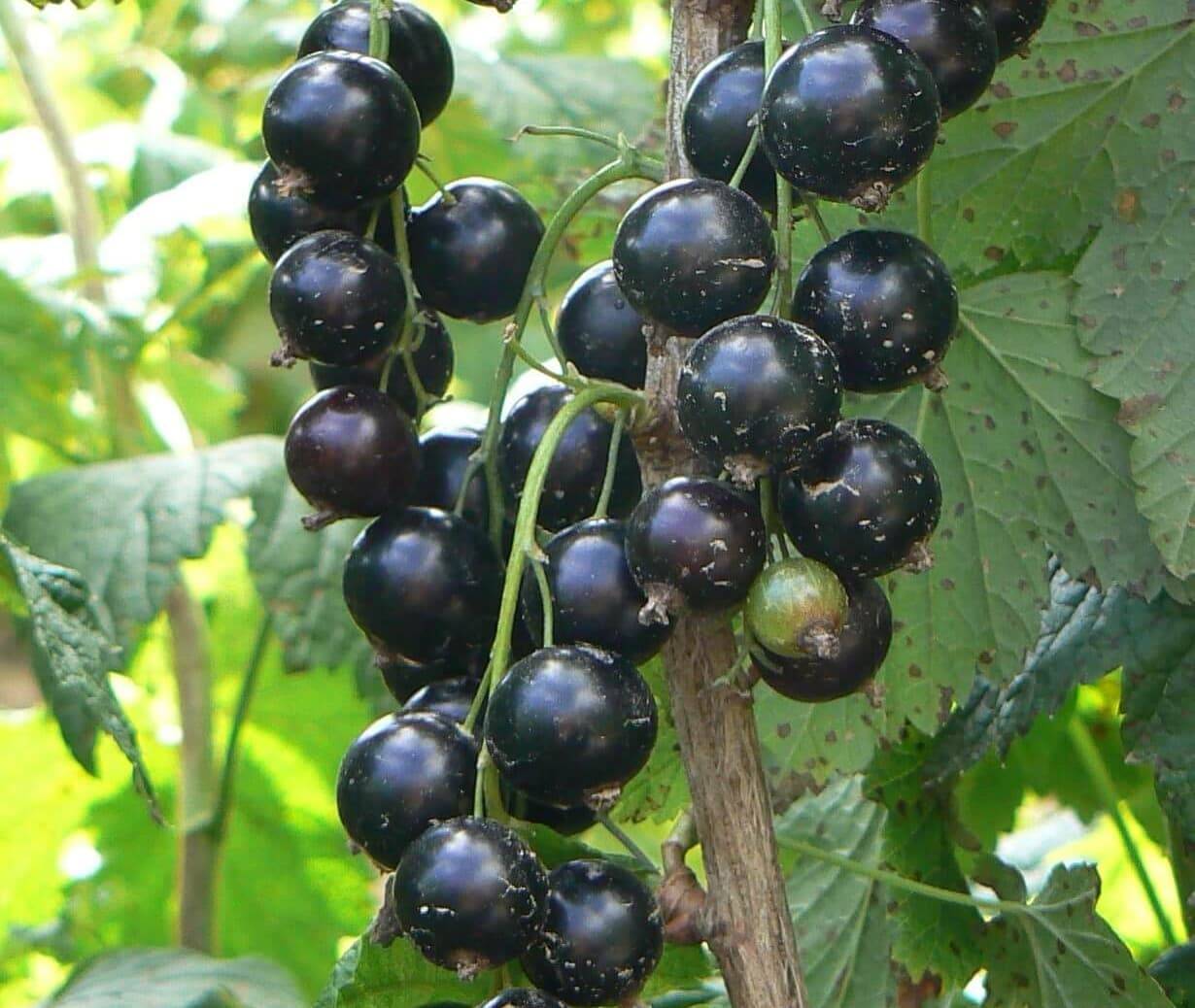 Черная смородина перун - зимостойкий сорт