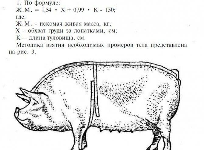 Каким способом узнать сколько весит свинья