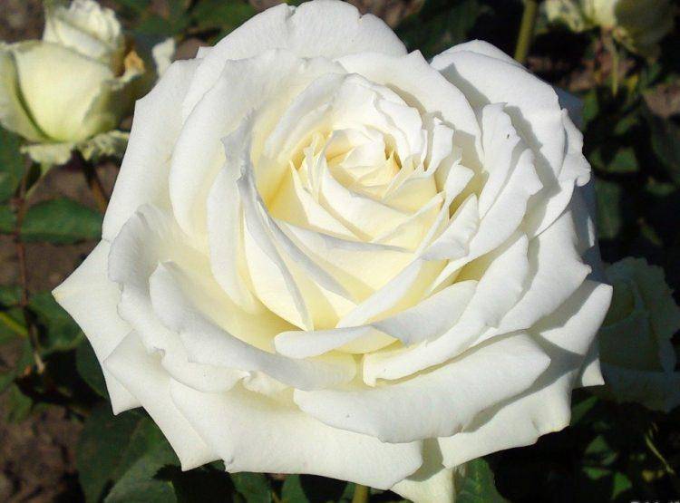 Эффектная роза софи лорен: подробно о виде, уходе за цветком и размножении