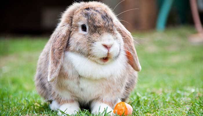 Декоративный кролик — плюсы и минусы домашнего питомца
