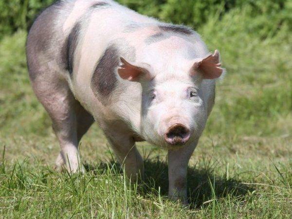 Свиньи породы ландрас: характеристика, кормление и уход