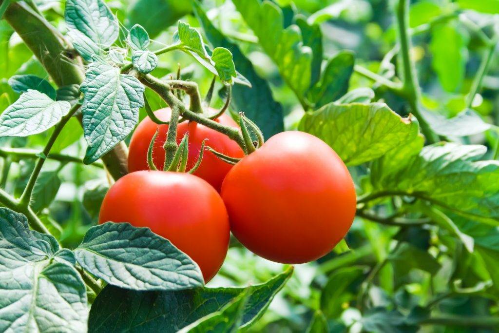 Высокоурожайный сорт ароматных томатов «сто пудов»
