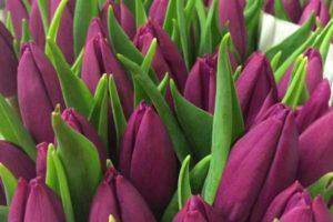Какие существуют виды и сорта тюльпанов?