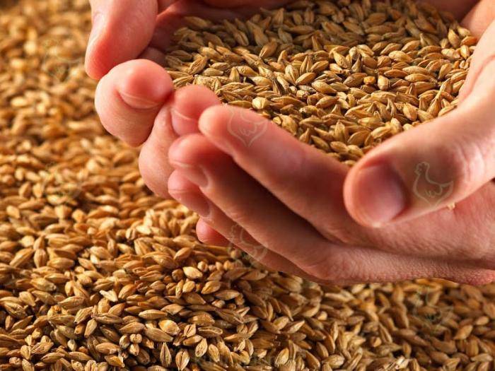 Как правильно прорастить зерно для кур и лучший состав смеси