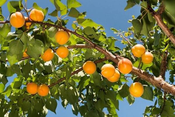 Маньчжурский абрикос: в чём его особенность и как выращивать?
