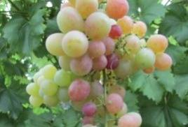 Виноград в сибири для начинающих: посадка и уход