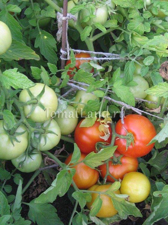 Описание сорта томата Работяга, особенности выращивания и ухода