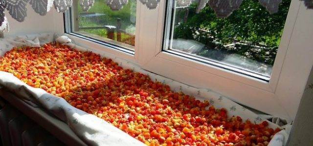 Когда собирать ягоды и листья морошки, можно ли недозрелую и сроки хранения