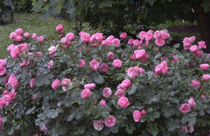 Описание розы сорта леонардо да винчи, посадка, выращивание и уход