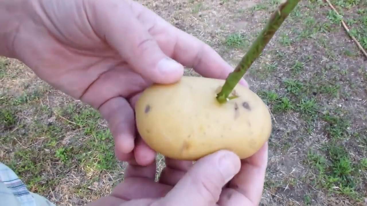 Как размножить и вырастить розу в картошке